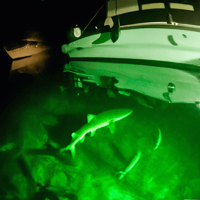 Power 400 Watt Underwater Dock Light - Single Bulb Single Bulb 400 Watt Underwater Dock light Underwater dock lights attract marine life and provide an aquarium like experience at your dock. Small fish are attracted to the illuminated marine life and this