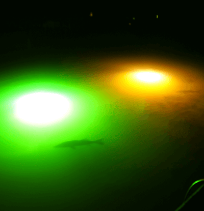 Power 400 Watt Underwater Dock Light - Dual Bulb Elevate your waterfront experience with the Top Marine Supply Power 400W Underwater Lighting System, the ultimate lighting solution designed to provide a unique and mesmerizing aquatic experience. This powe
